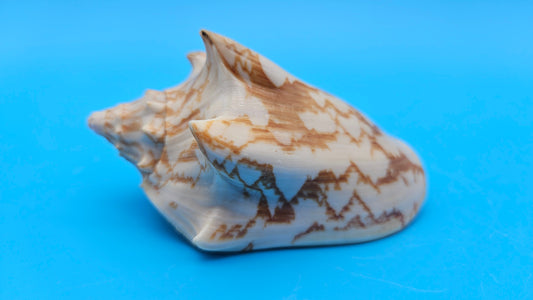 Cybiola vespertilio f. pellisserpentis shell, 3.9 inches, rare spiny bat volute with cream and orange zig-zag pattern.