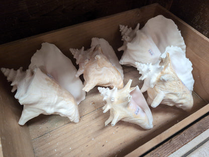 Pink Queen Conch Display Shell- Pierced (Strombus Gigas)