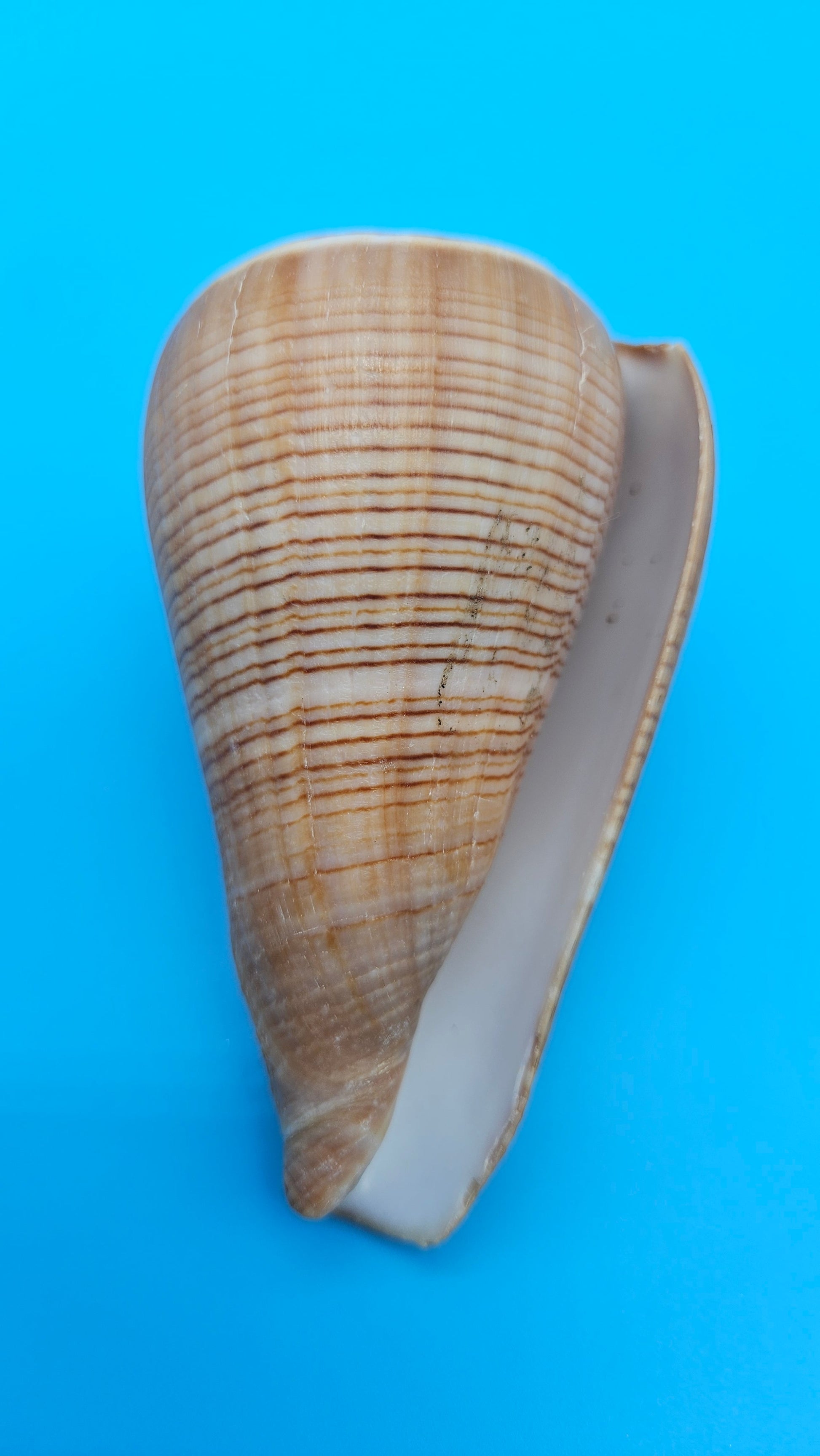 Fig Cone Conus figulinus display shell with brown horizontal banding and glossy surface, 3.7 inches.