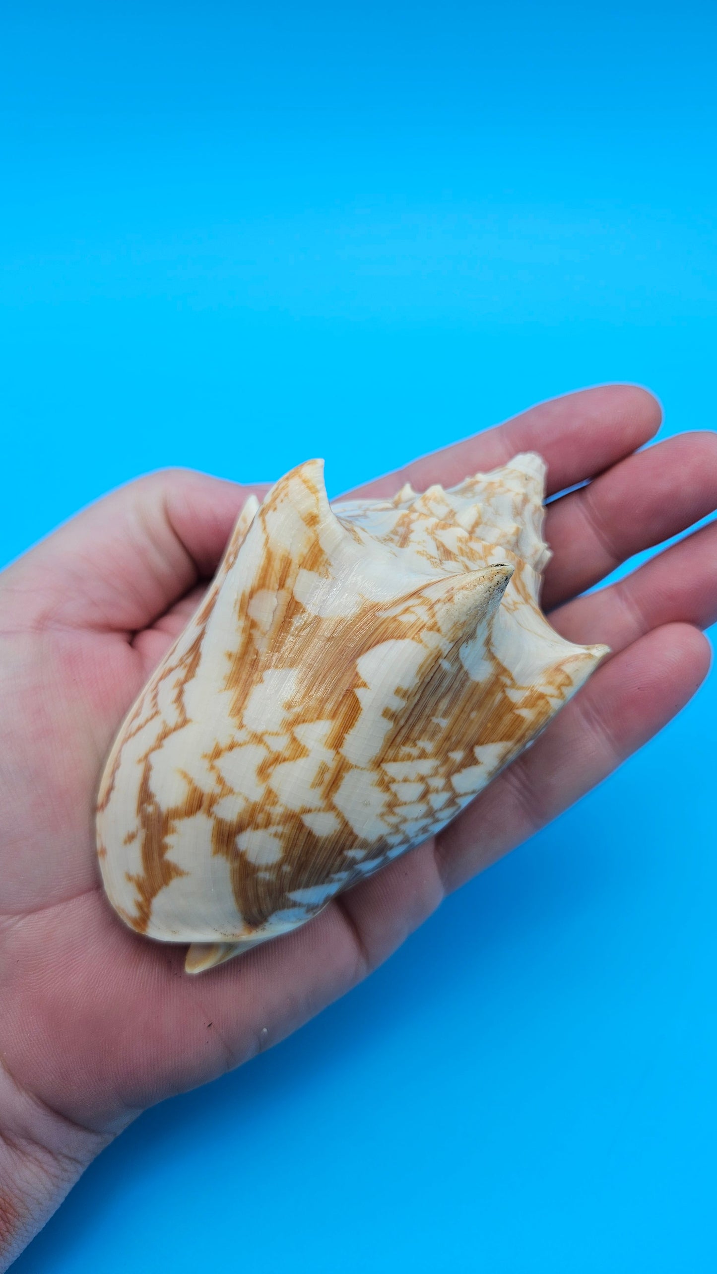 Cybiola vespertilio f. pellisserpentis shell, 3.9 inches, rare spiny bat volute with cream and orange zig-zag pattern.