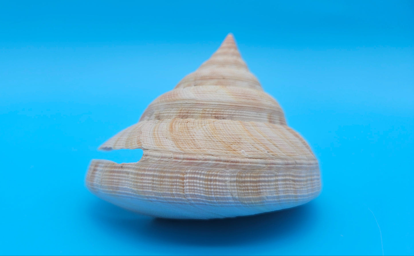  Rare Pleurotomaria hirasei spiral shell with operculum intact, natural creamy tones on blue background