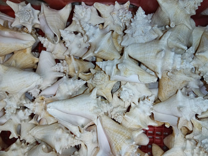 Non Pierced Juvenile Pink Queen Conch