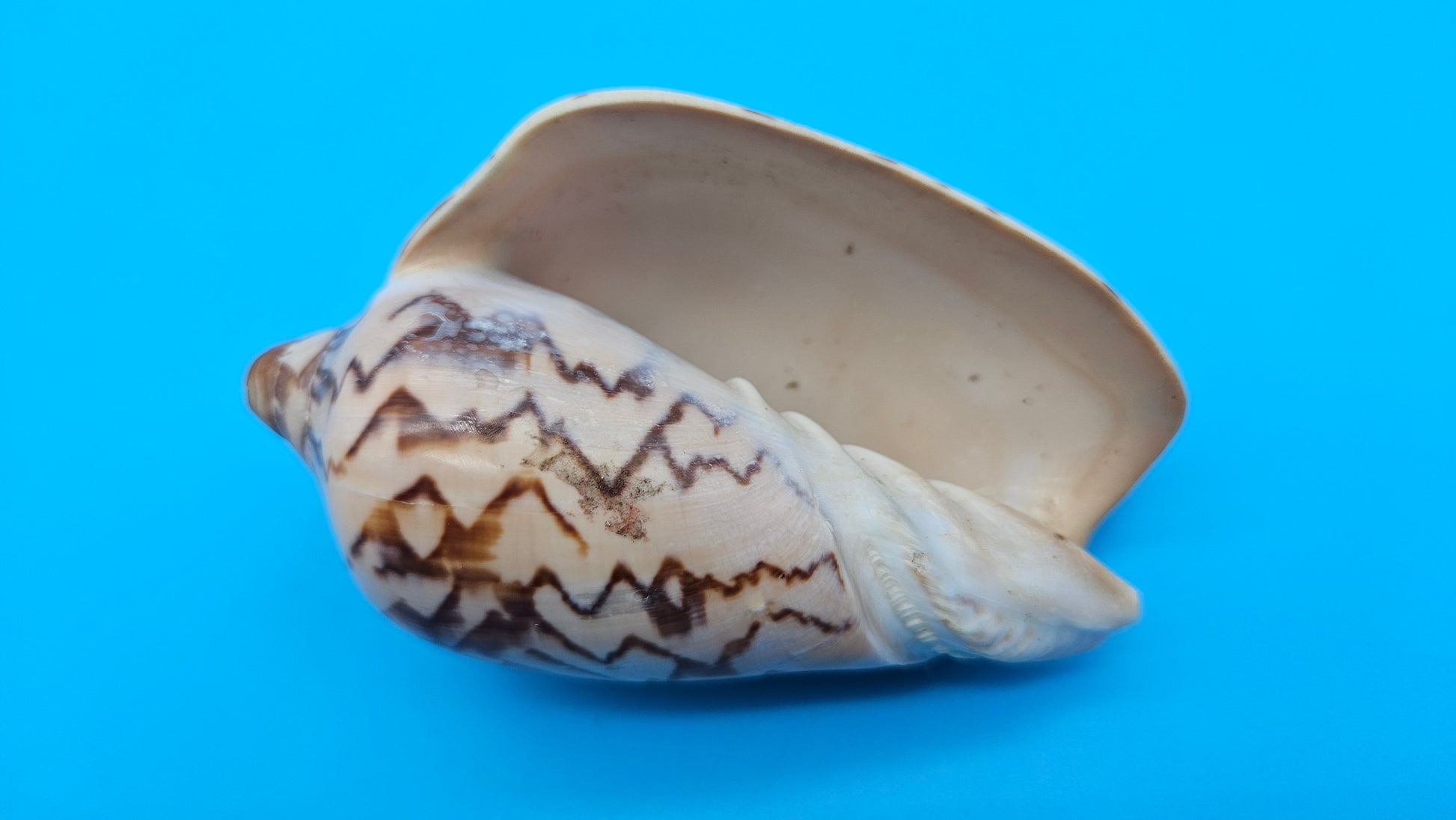 Noble Volute Cymbiola nobilis seashell with zigzag brown patterning on cream background, 4 inches.