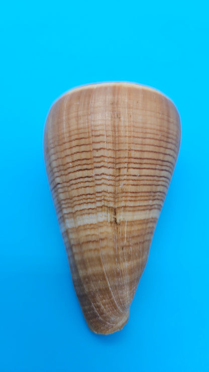 Fig Cone Conus figulinus display shell with brown horizontal banding and glossy surface, 3.7 inches.