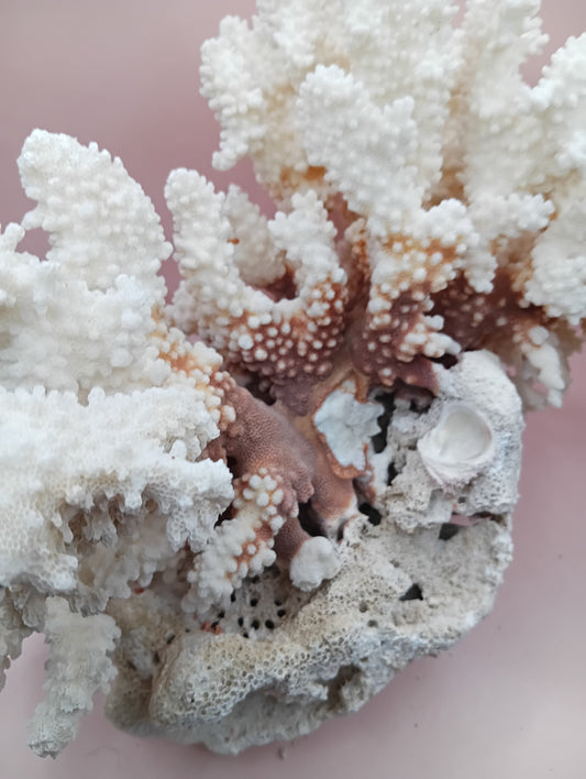 Vintage Brownstem and Brain Coral fusion – 12 x 8 x 9.5 inches rare coastal marine decor