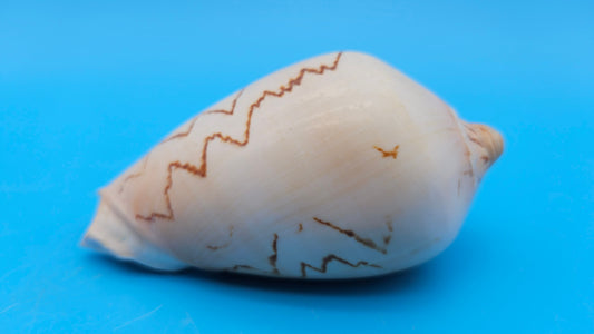 Noble Volute Cymbiola nobilis seashell with zigzag brown patterning on cream background, 4 inches.