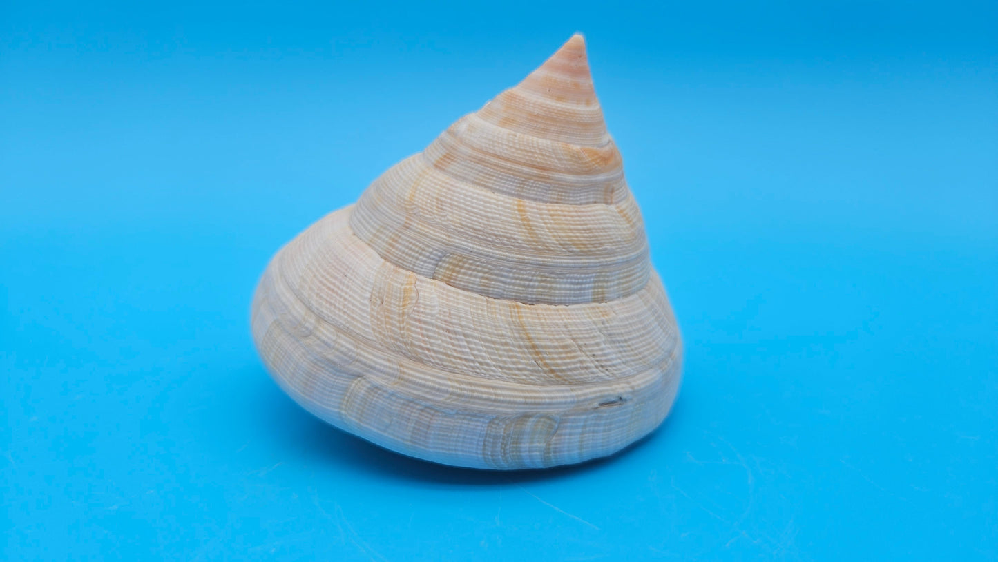  Rare Pleurotomaria hirasei spiral shell with operculum intact, natural creamy tones on blue background