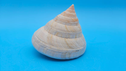  Rare Pleurotomaria hirasei spiral shell with operculum intact, natural creamy tones on blue background