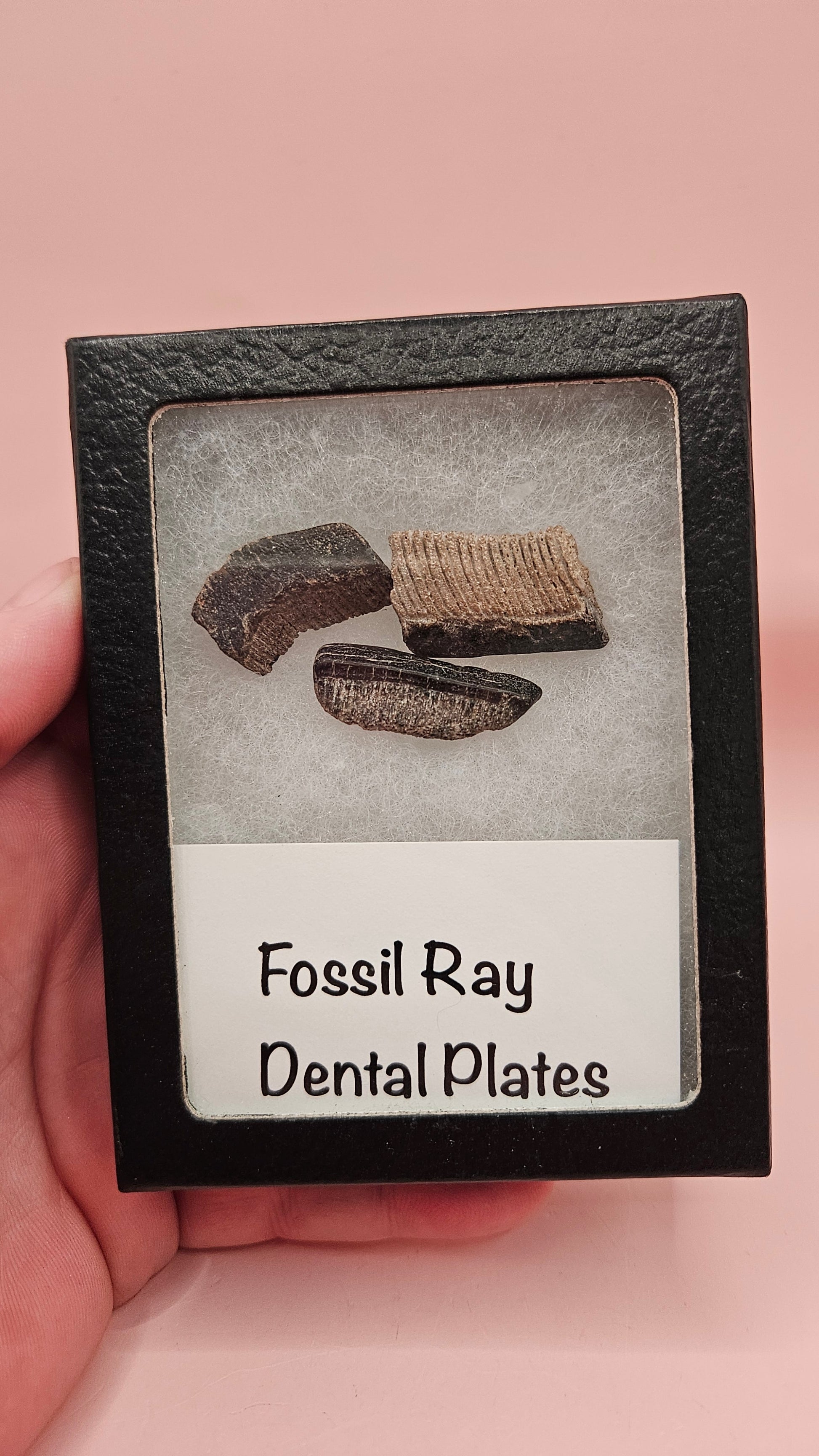  Set of three fossil ray dental plates with layered textures shown on pink background with labeled display box