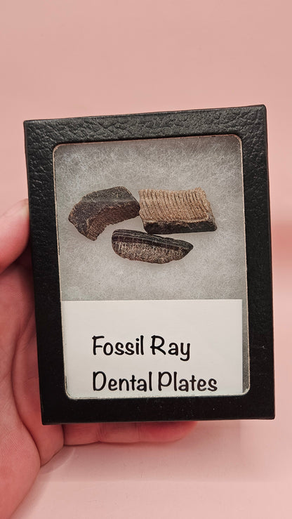  Set of three fossil ray dental plates with layered textures shown on pink background with labeled display box