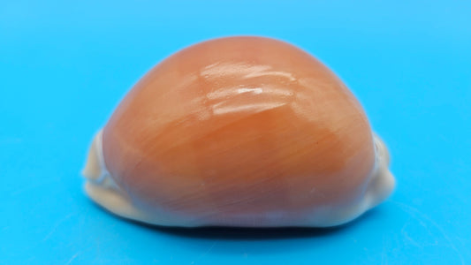 Golden Cowrie shell with smooth golden top, creamy ribbed underside, and orange interior teeth – 3.2 inches.