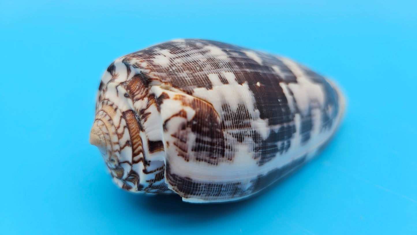 Striate Cone shell with brown base, fine linear striations, and white patches, 3.6 inches.
