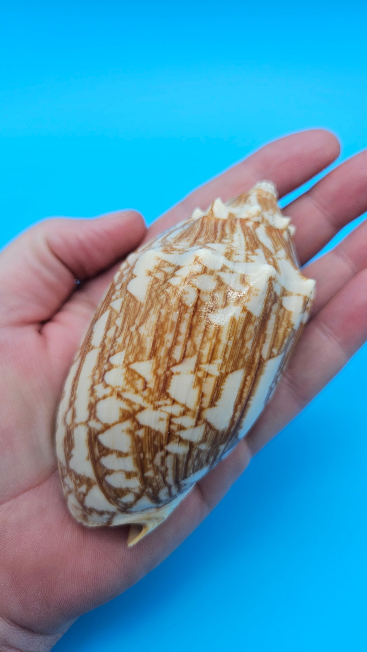 Cybiola vespertilio f. pellisserpentis shell, 3.9 inches, rare spiny bat volute with cream and orange zig-zag pattern.