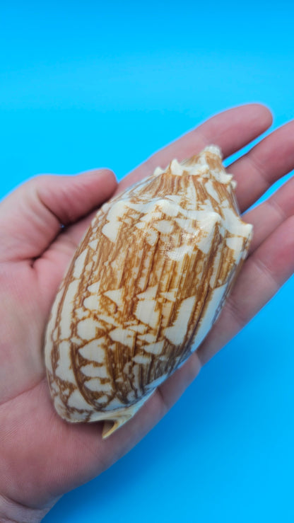 Cybiola vespertilio f. pellisserpentis shell, 3.9 inches, rare spiny bat volute with cream and orange zig-zag pattern.