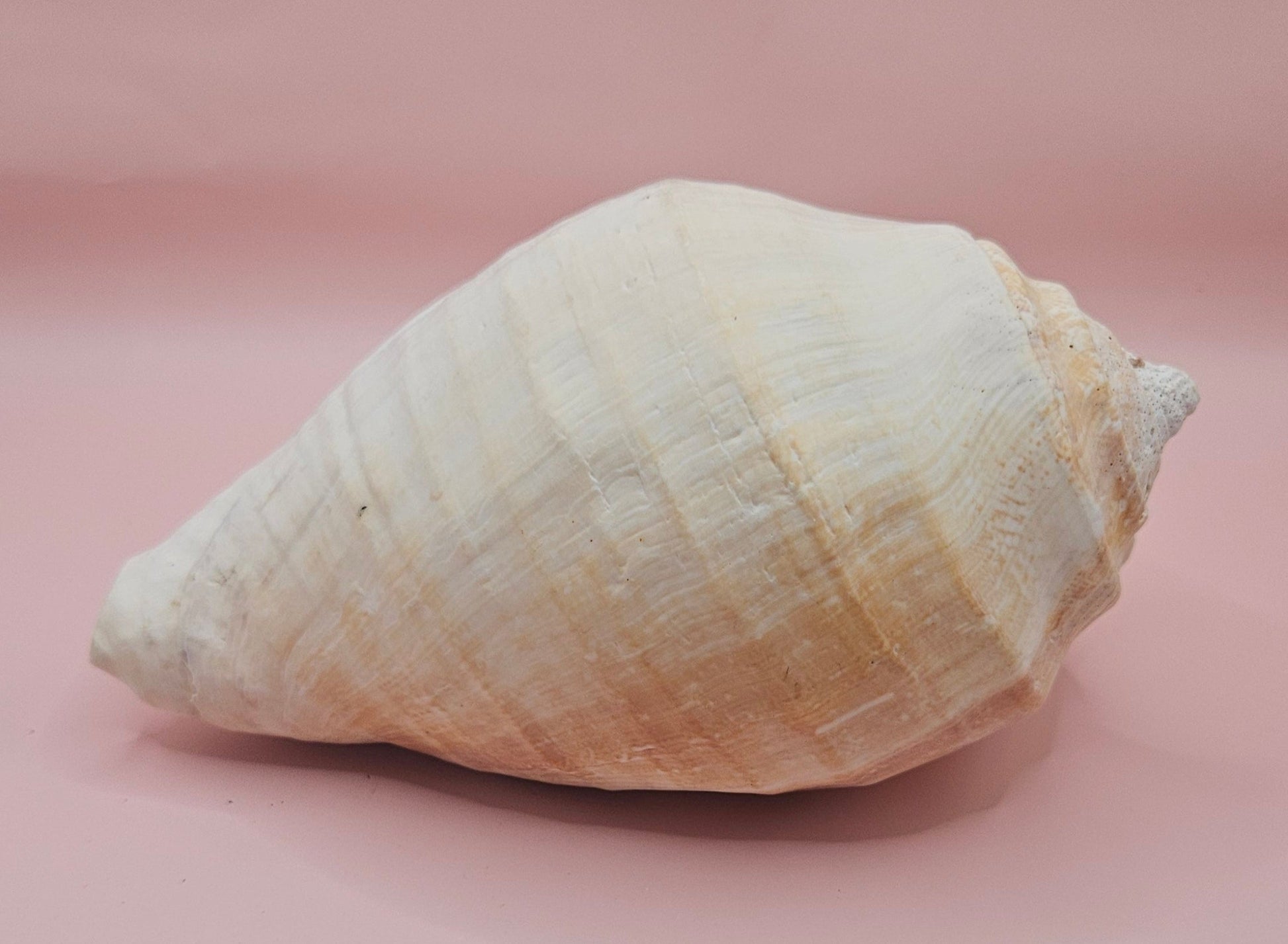 Large white Titanostrombus galeatus Eastern Pacific conch shell with natural texture and soft beige accents, displayed on a pink background – ideal for coastal home décor or nautical display.