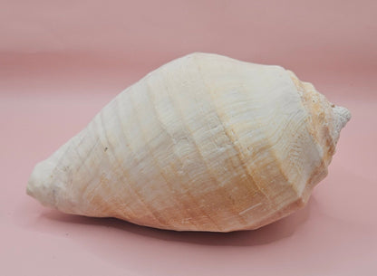 Large white Titanostrombus galeatus Eastern Pacific conch shell with natural texture and soft beige accents, displayed on a pink background – ideal for coastal home décor or nautical display.