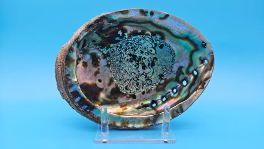 Green Abalone Shell with Pearl – 8" Coastal Display Décor