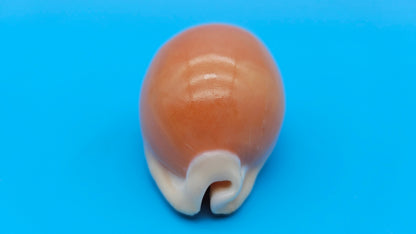 Golden Cowrie shell with smooth golden top, creamy ribbed underside, and orange interior teeth – 3 inches.