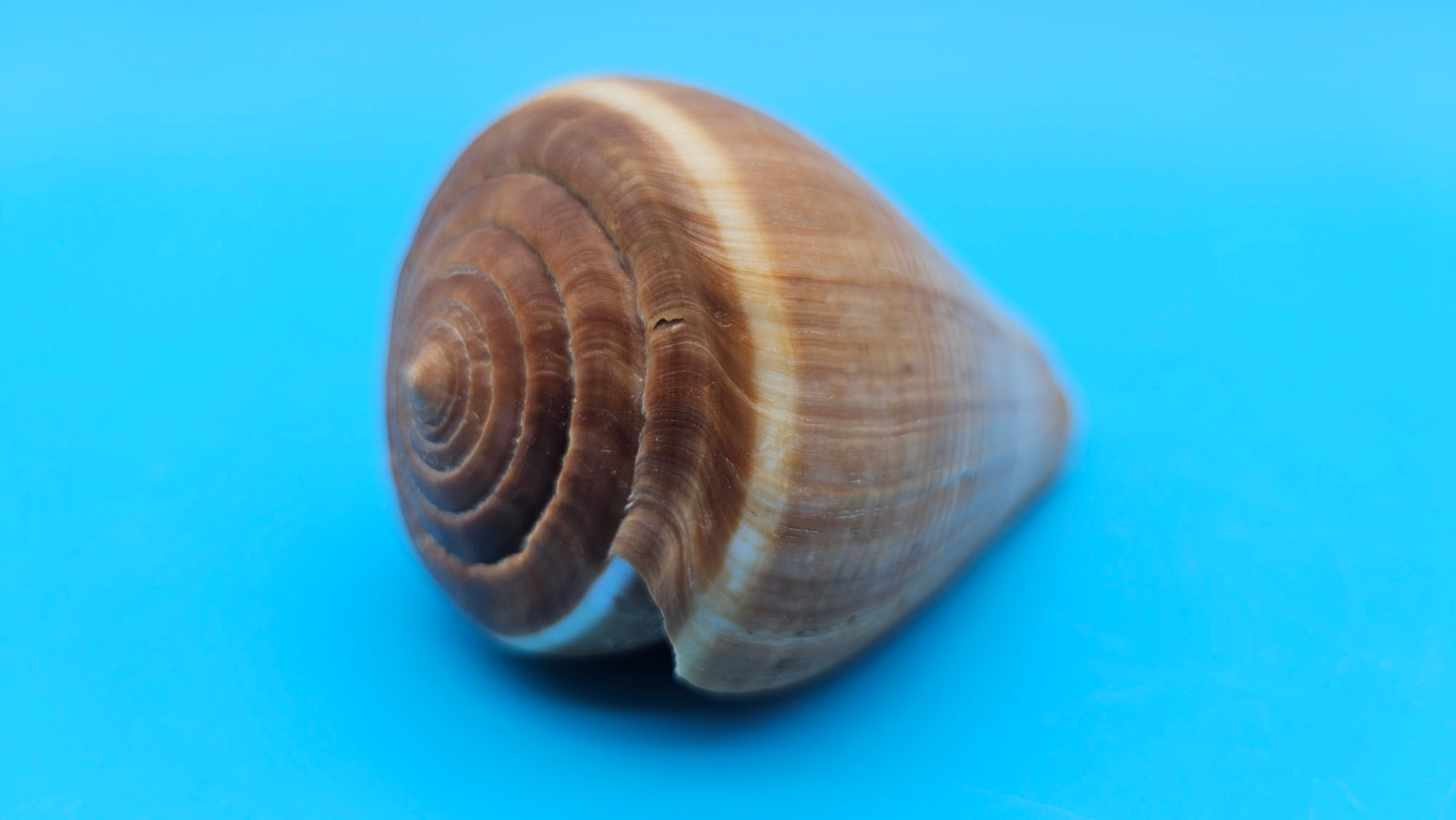 Fig Cone Conus figulinus display shell with brown horizontal banding and glossy surface, 3.7 inches.