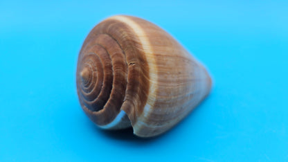 Fig Cone Conus figulinus display shell with brown horizontal banding and glossy surface, 3.7 inches.