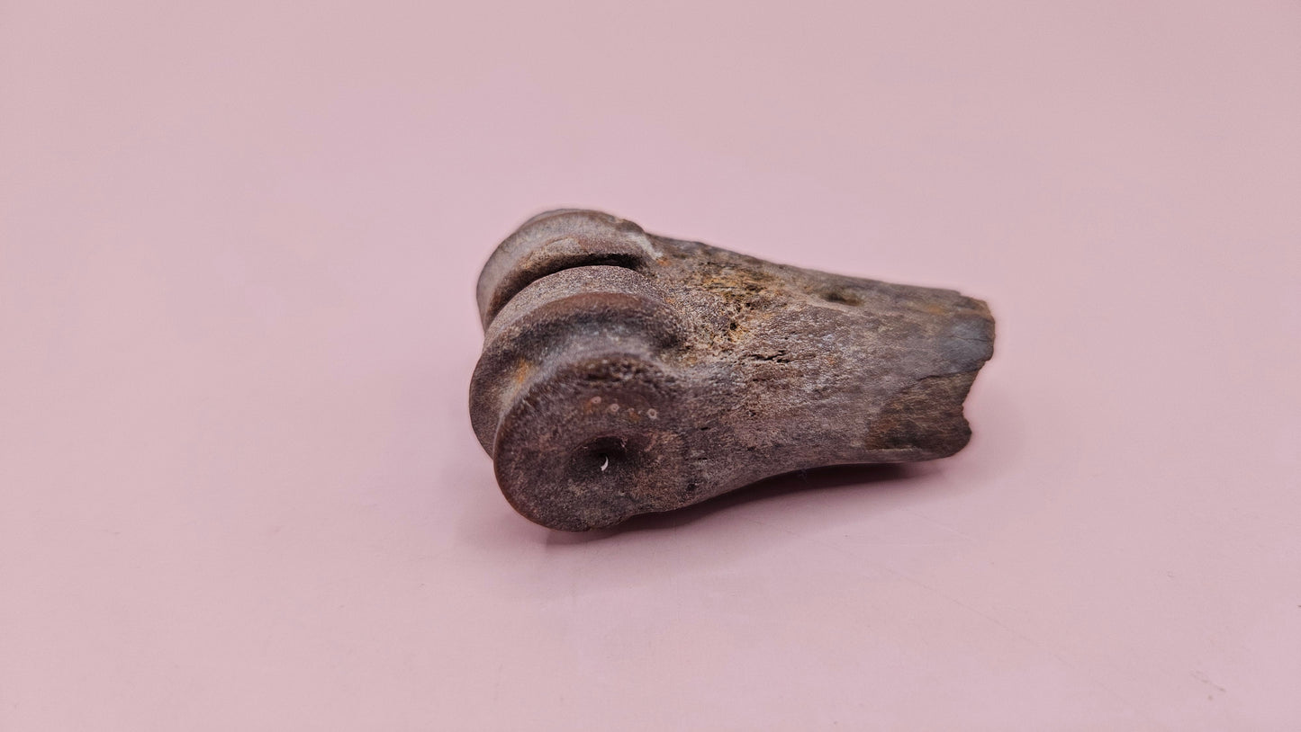 Ice Age fossil distal cannon bone from deer or horse with weathered brown surface on pink background