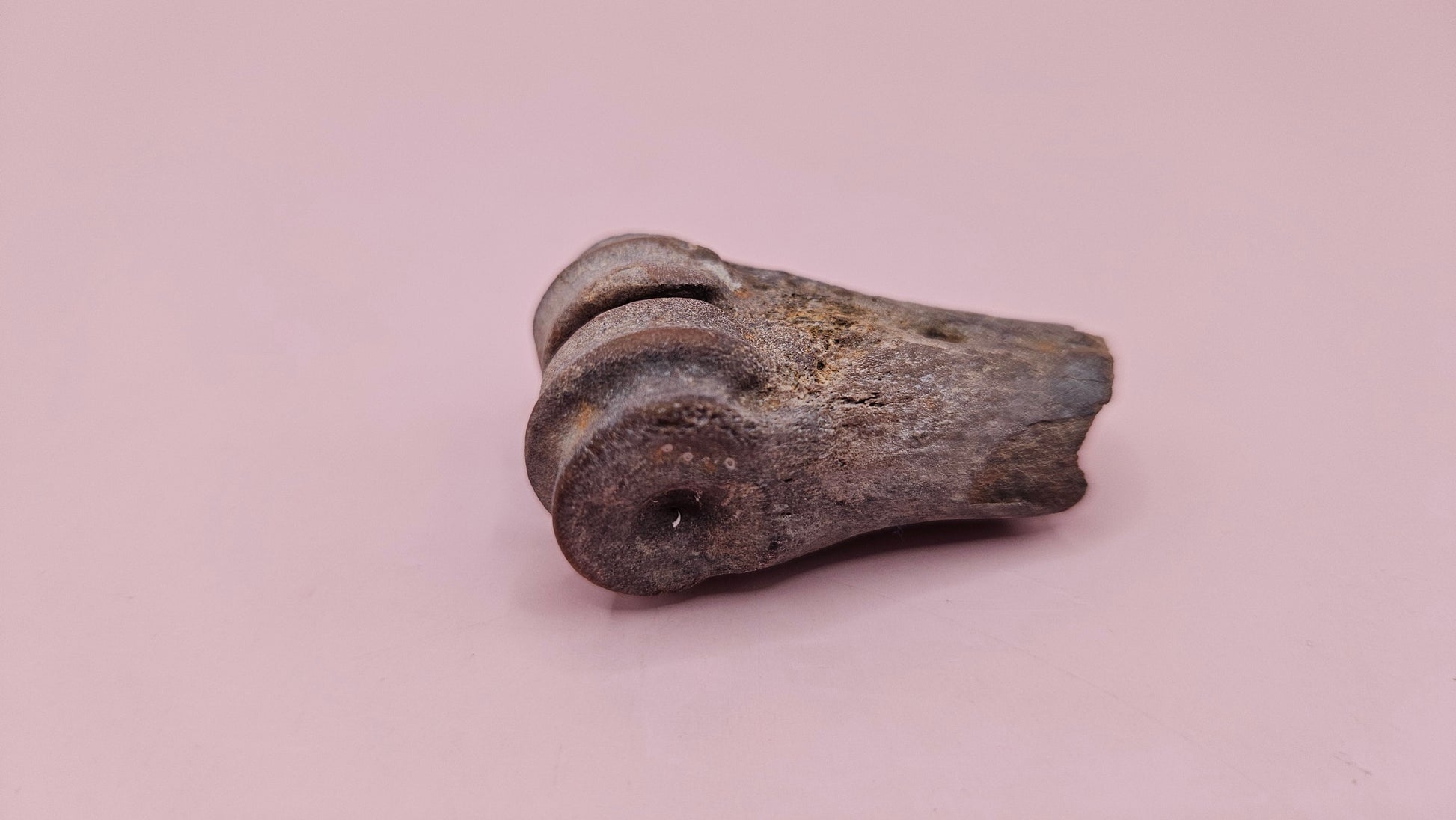 Ice Age fossil distal cannon bone from deer or horse with weathered brown surface on pink background