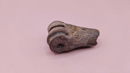 Ice Age fossil distal cannon bone from deer or horse with weathered brown surface on pink background