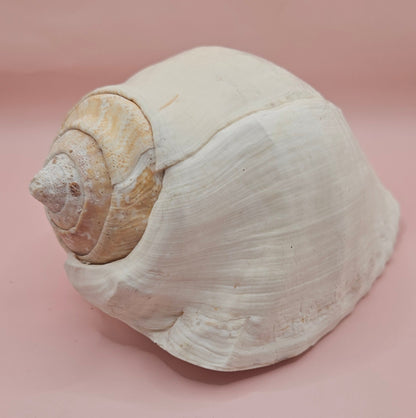 Large white Titanostrombus galeatus Eastern Pacific conch shell with natural texture and soft beige accents, displayed on a pink background – ideal for coastal home décor or nautical display.