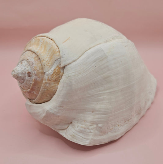 Large white Titanostrombus galeatus Eastern Pacific conch shell with natural texture and soft beige accents, displayed on a pink background – ideal for coastal home décor or nautical display.