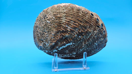 Green Abalone Shell (Haliotis fulgens)– 7.2” Coastal Display with Iridescent Interior