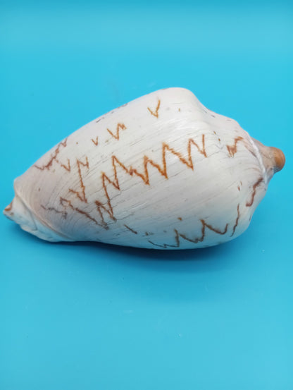 Noble Volute – Cymbiola nobilis – 5"