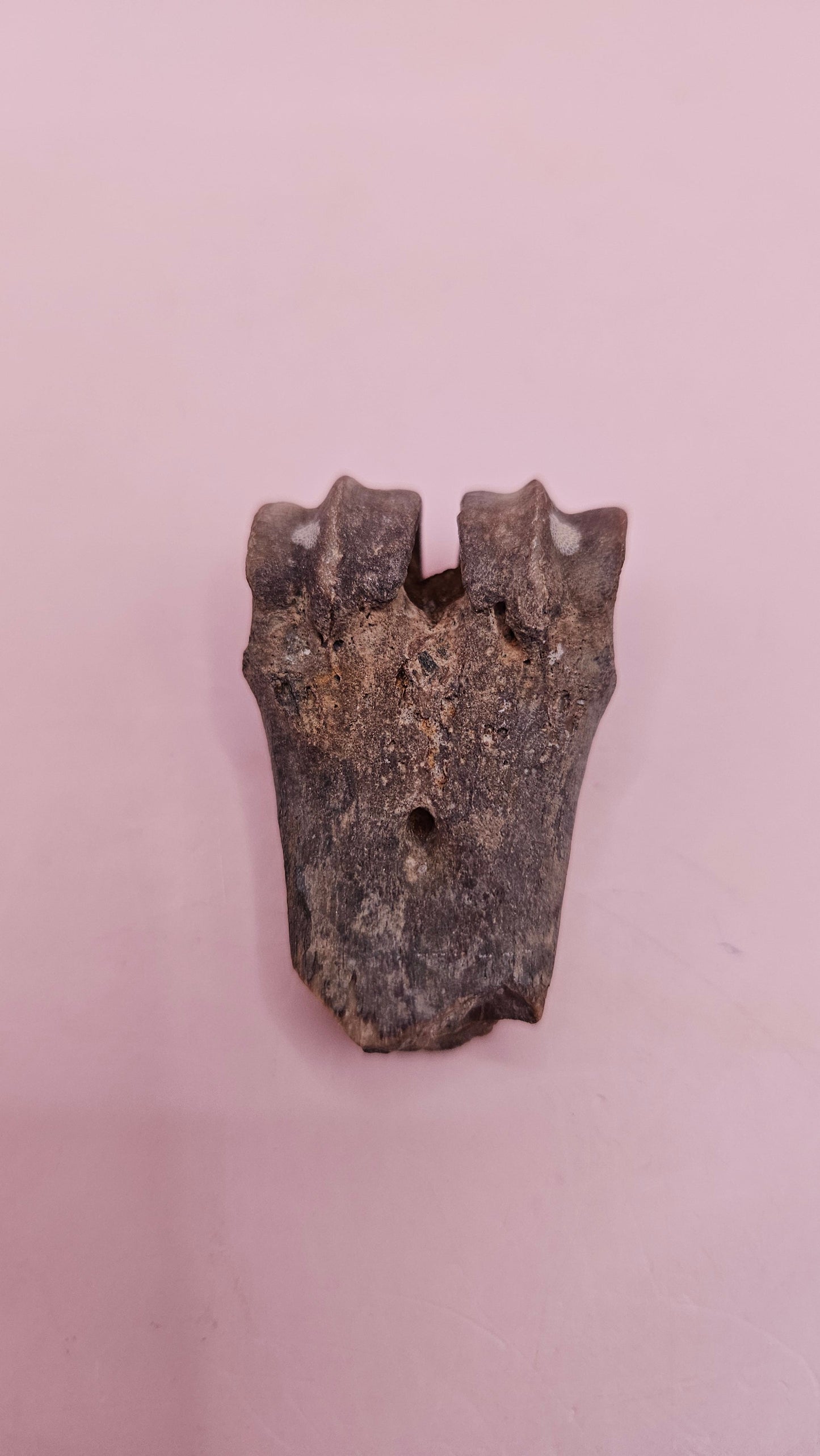 Ice Age fossil distal cannon bone from deer or horse with weathered brown surface on pink background