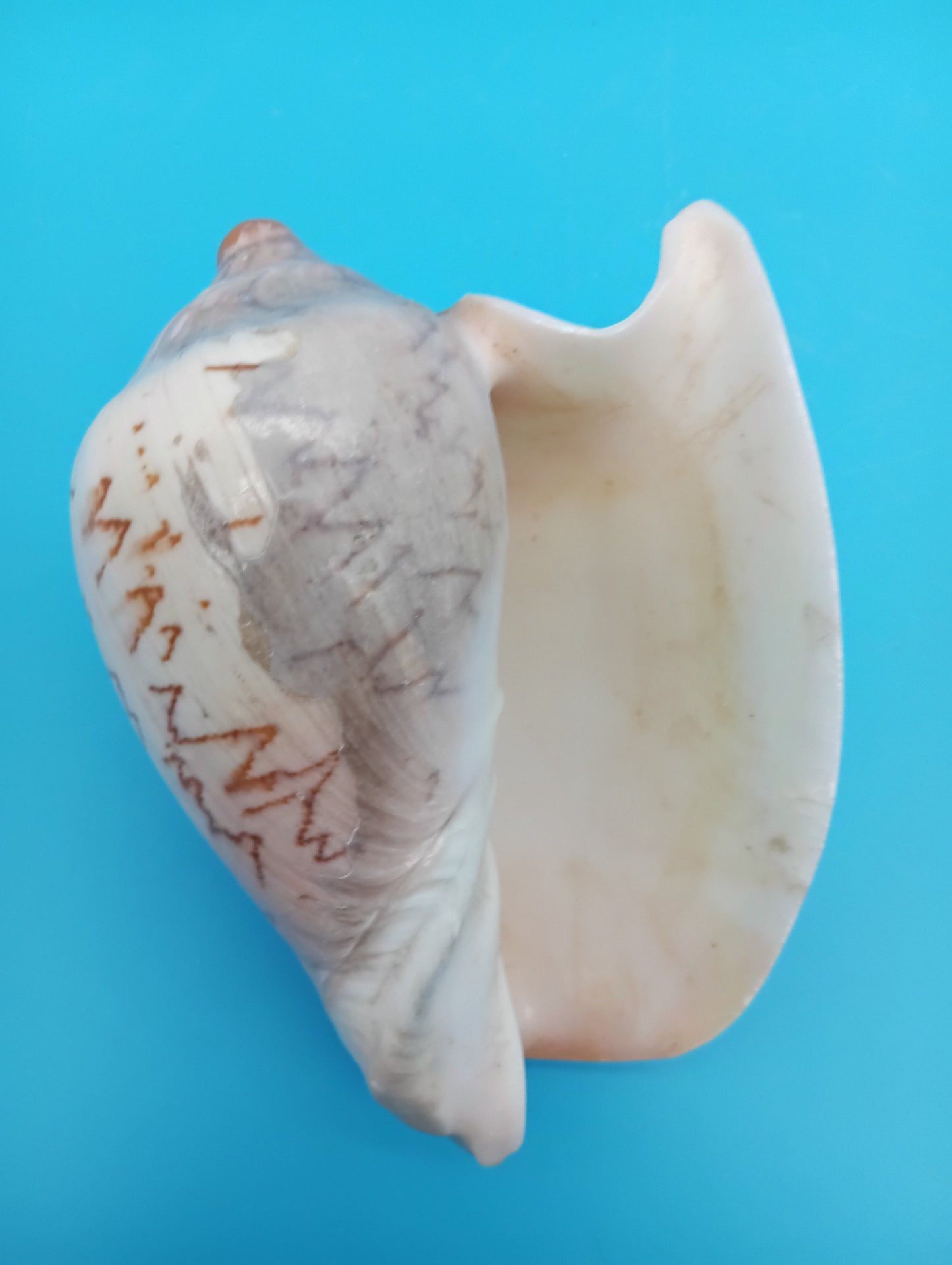 Noble Volute – Cymbiola nobilis – 5"