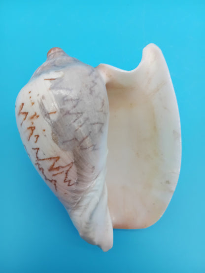 Noble Volute – Cymbiola nobilis – 5"