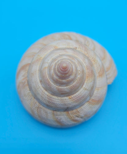 Rare Pleurotomaria hirasei spiral shell with operculum intact, natural creamy tones on blue background
