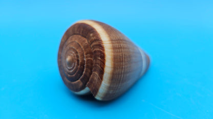 Fig Cone Conus figulinus display shell with brown horizontal banding and glossy surface, 3.3 inches.