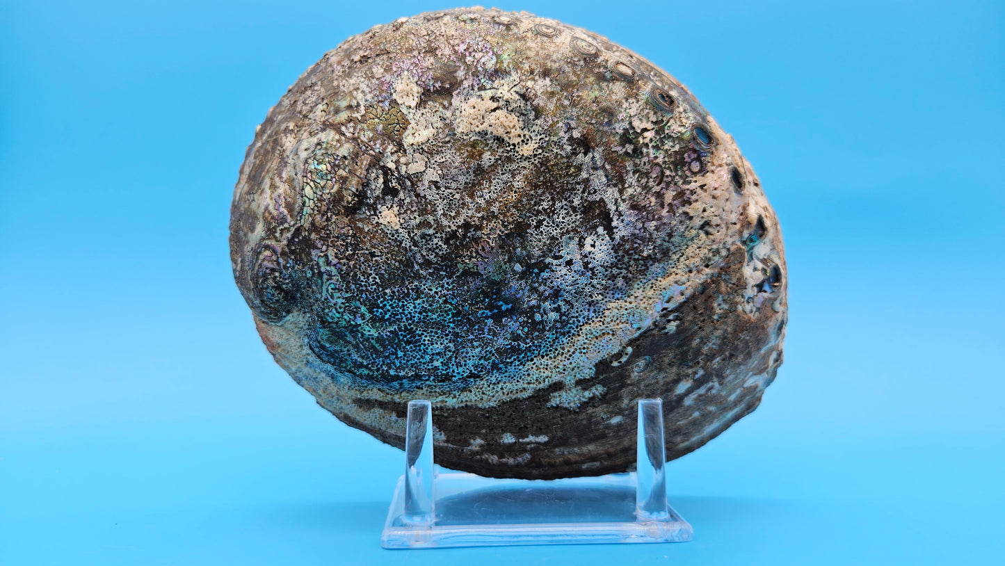 Green Abalone Shell (Haliotis fulgens)– 7.2” Coastal Display with Iridescent Interior