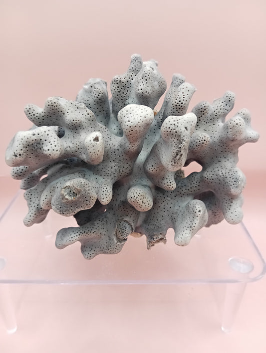 Vintage Blue Ridge Coral with blue-grey texture – 4.8 inch coastal display decor piece