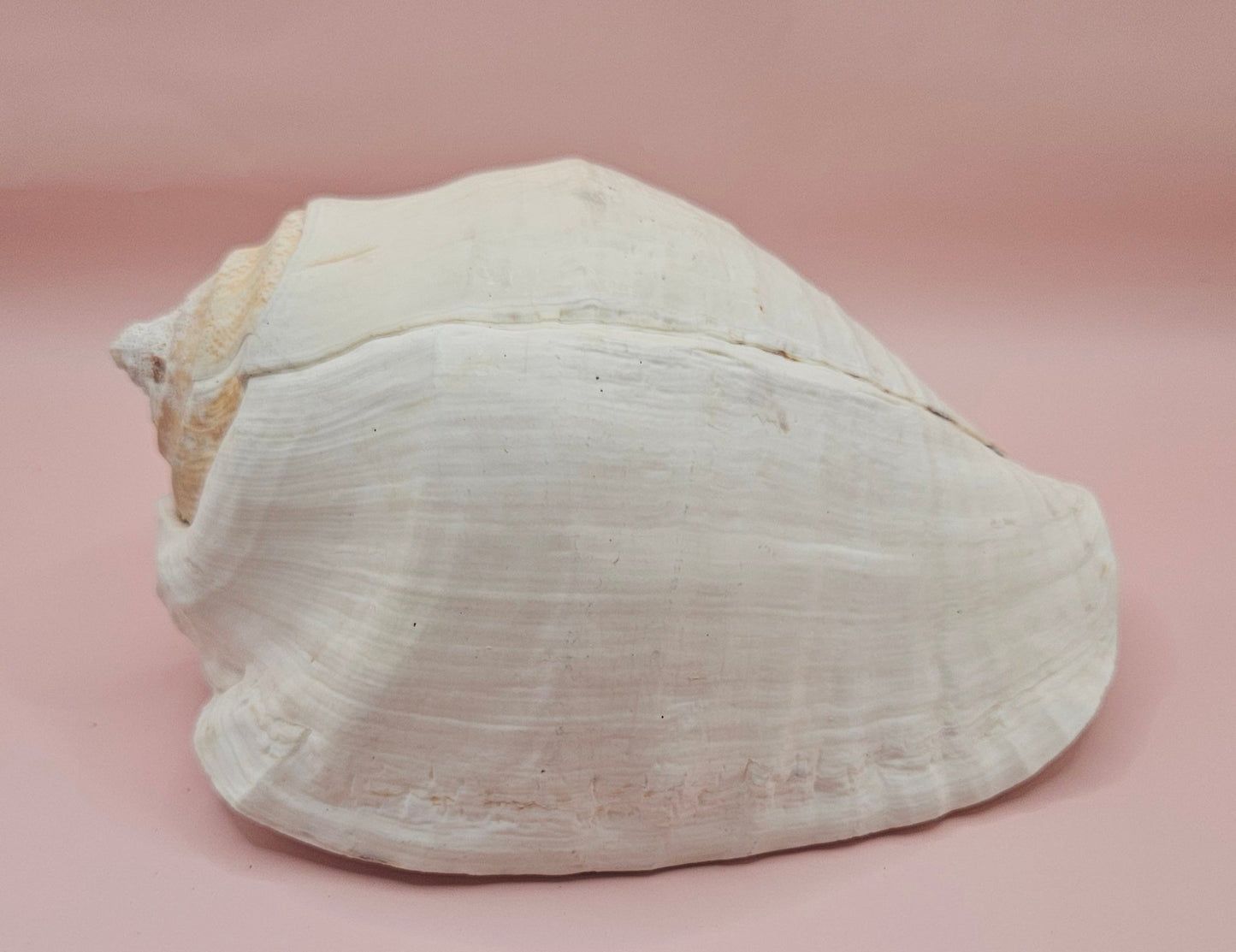 Large white Titanostrombus galeatus Eastern Pacific conch shell with natural texture and soft beige accents, displayed on a pink background – ideal for coastal home décor or nautical display.