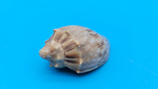  Cymbiola nivosa oblita small volute shell with cream and brown patterning, 2.2 inches.