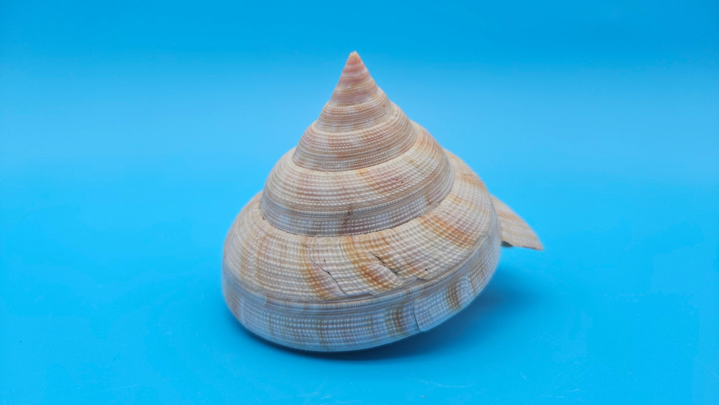  Rare Pleurotomaria hirasei spiral shell with operculum intact, natural creamy tones on blue background