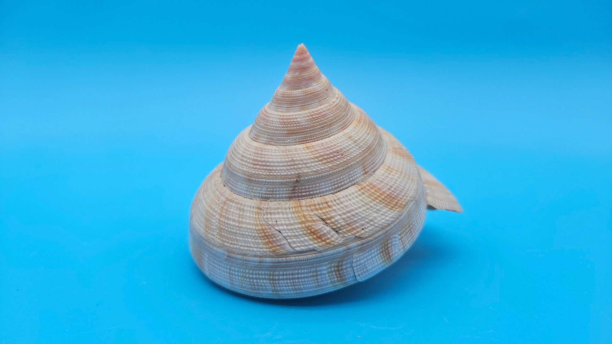  Rare Pleurotomaria hirasei spiral shell with operculum intact, natural creamy tones on blue background