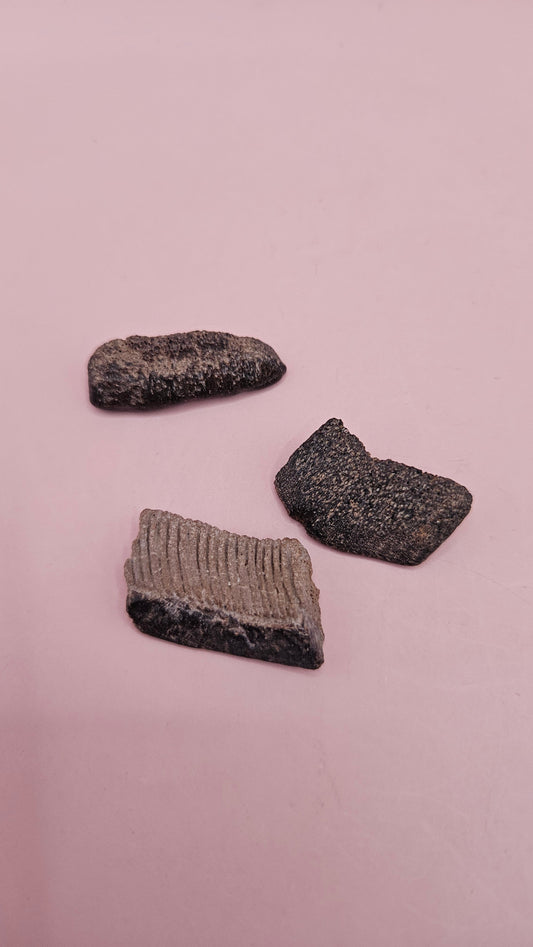  Set of three fossil ray dental plates with layered textures shown on pink background with labeled display box