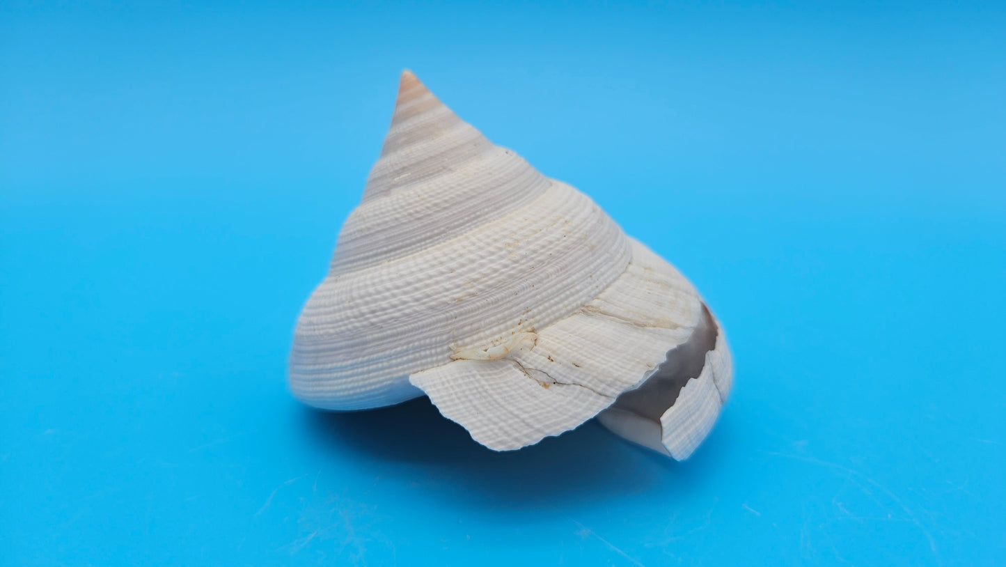  Rare Pleurotomaria hirasei spiral shell with operculum intact, natural creamy tones on blue background