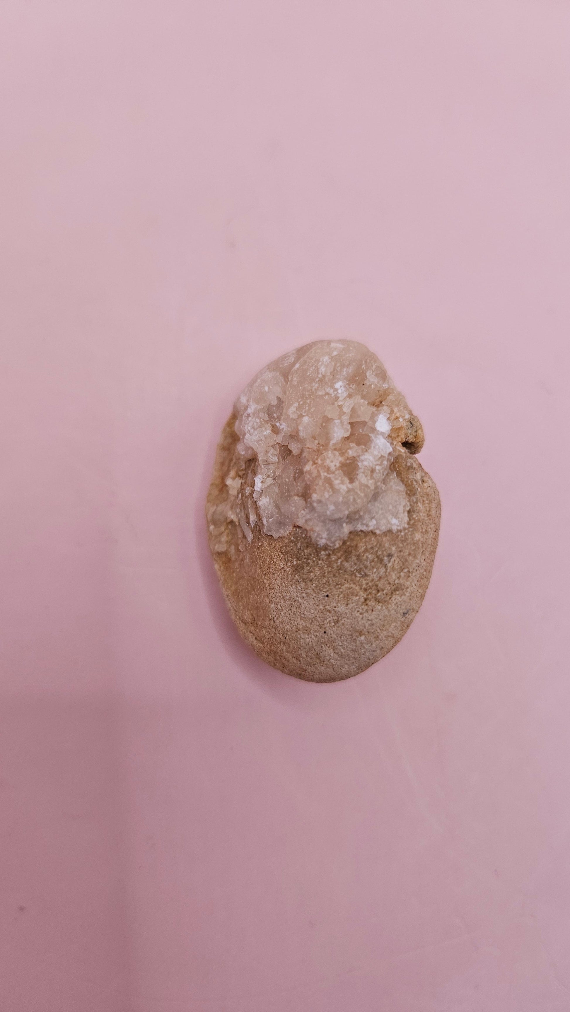  Fossilized Cretaceous clam with quartz crystals in natural brown stone on pink background