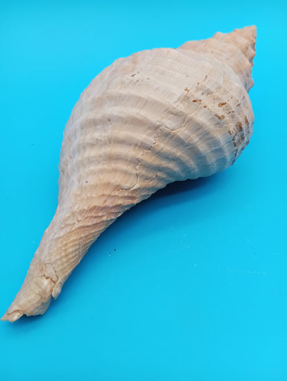 Documented Horse Conch with Operculum – Triplofusus giganteus – 8" – Panama Harbor, 1967