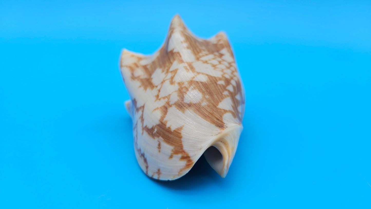 Cybiola vespertilio f. pellisserpentis shell, 3.9 inches, rare spiny bat volute with cream and orange zig-zag pattern.