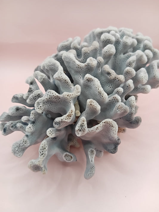 Vintage Blue Ridge Coral with blue-grey texture – 6.8 inch coastal display decor piece