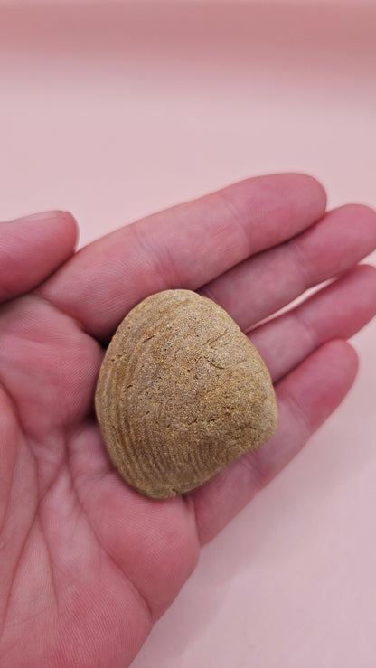 Cretaceous bivalve fossil with earthy texture and natural ridges on a pink background