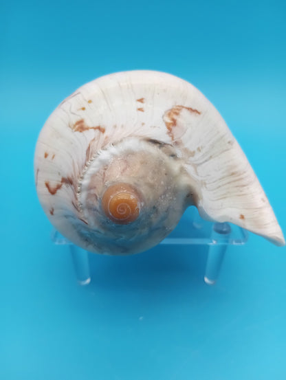 Noble Volute – Cymbiola nobilis – 5"